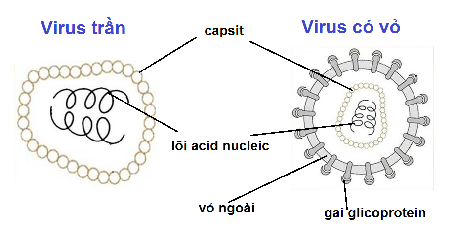 vỏ capsit của virus
