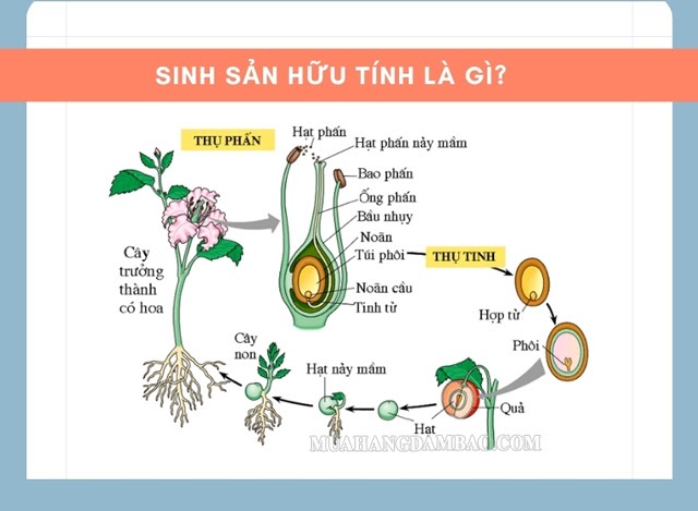 Sinh sản hữu tính là gì?