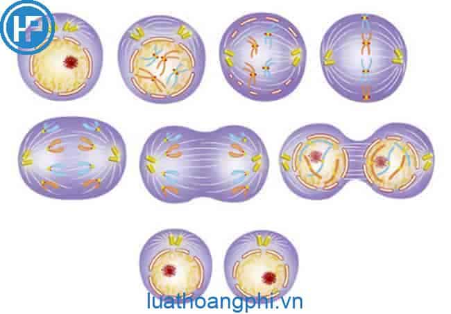 Nguyên phân là gì? Diễn biến, đặc điểm và ý nghĩa của nguyên phân